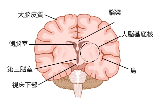 大脳イメージ